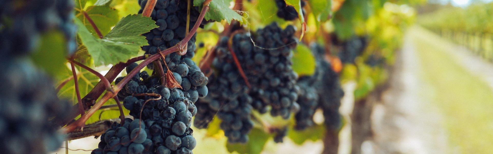 A Perfect Long Weekend in Walla Walla Wine Country