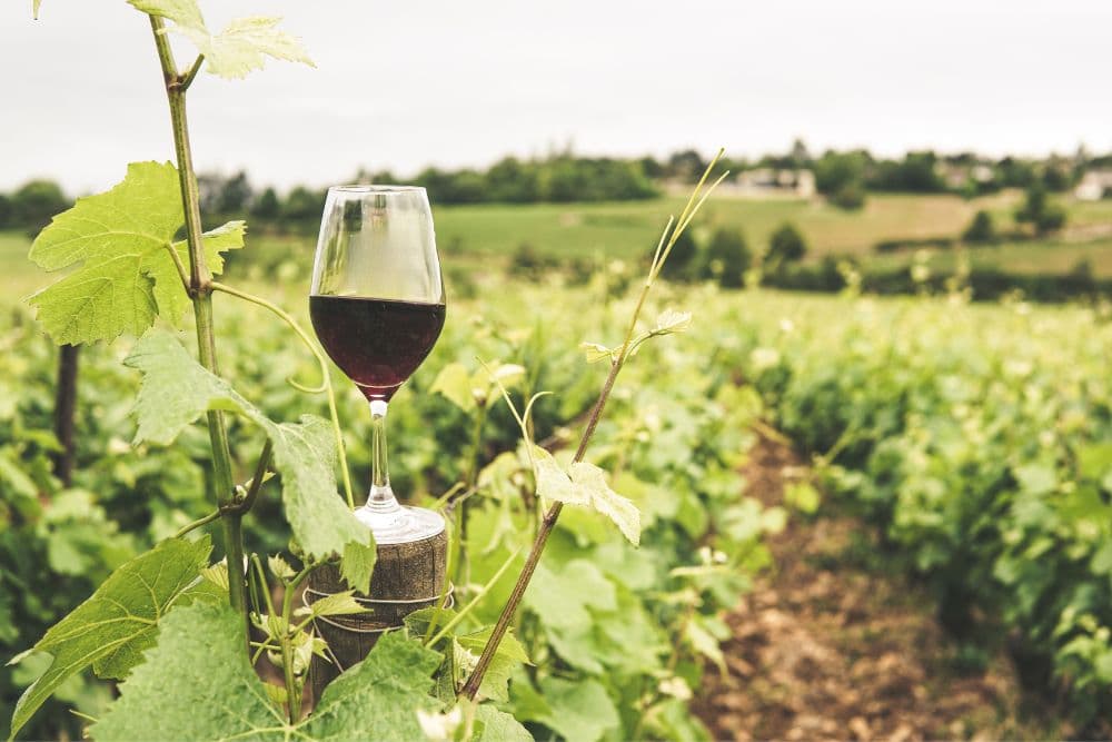 A glass of red wine sits on a wooden post in a lush vineyard.
