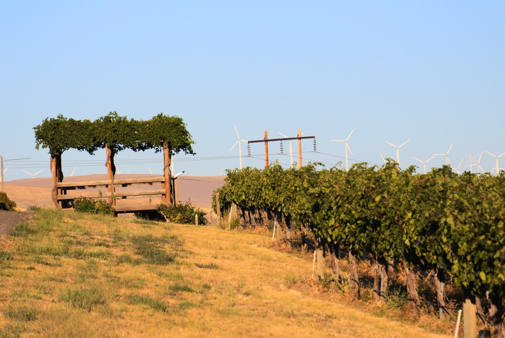 mature grapevines growing on a slope with windmills and powerline in the background