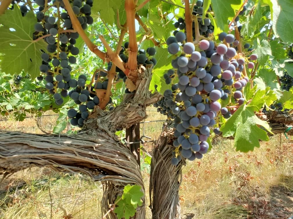 Wine Harvest in Walla Walla Wine Harvest in Walla Walla