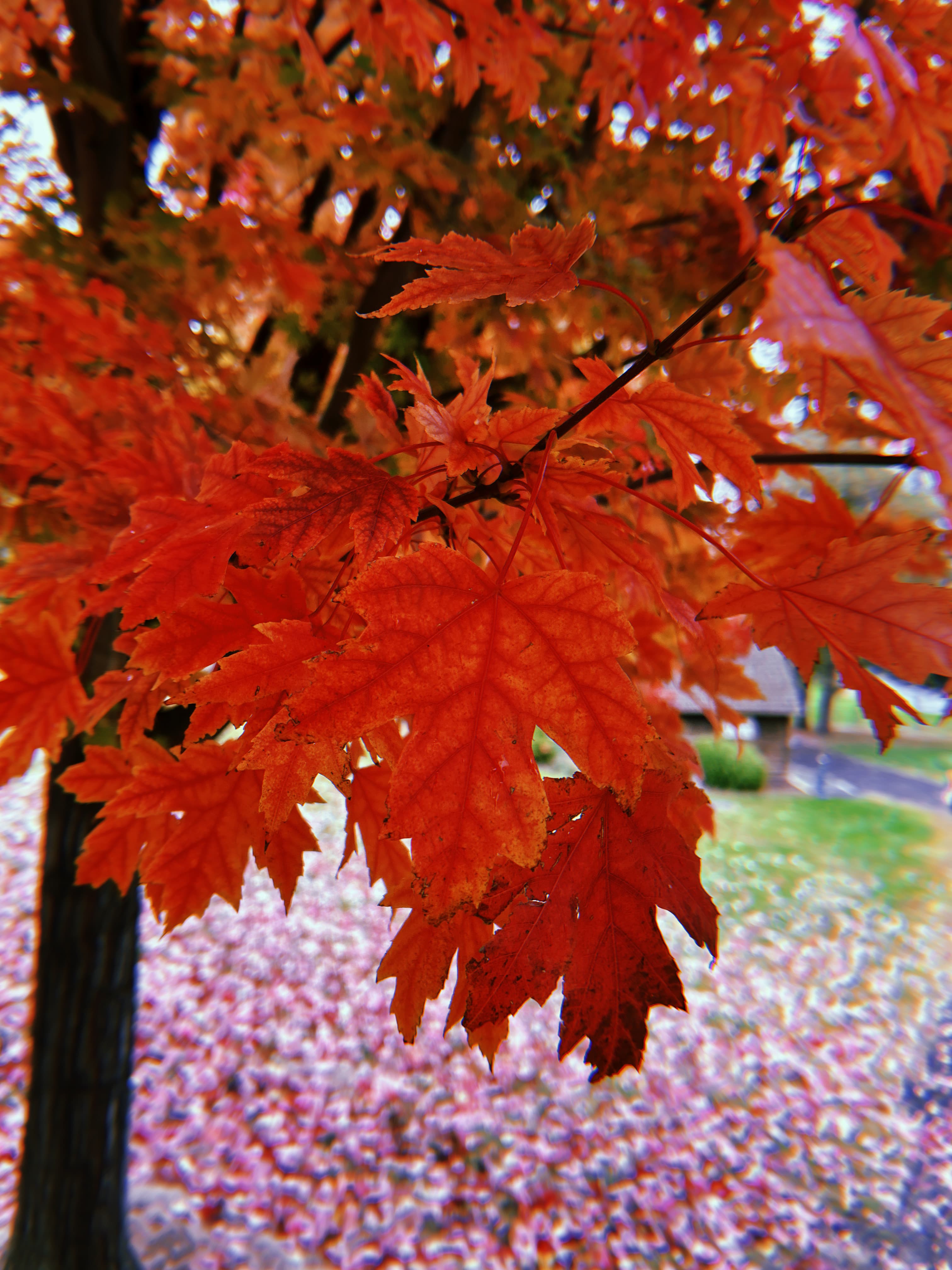 Fall Wine Experiences in Walla Walla