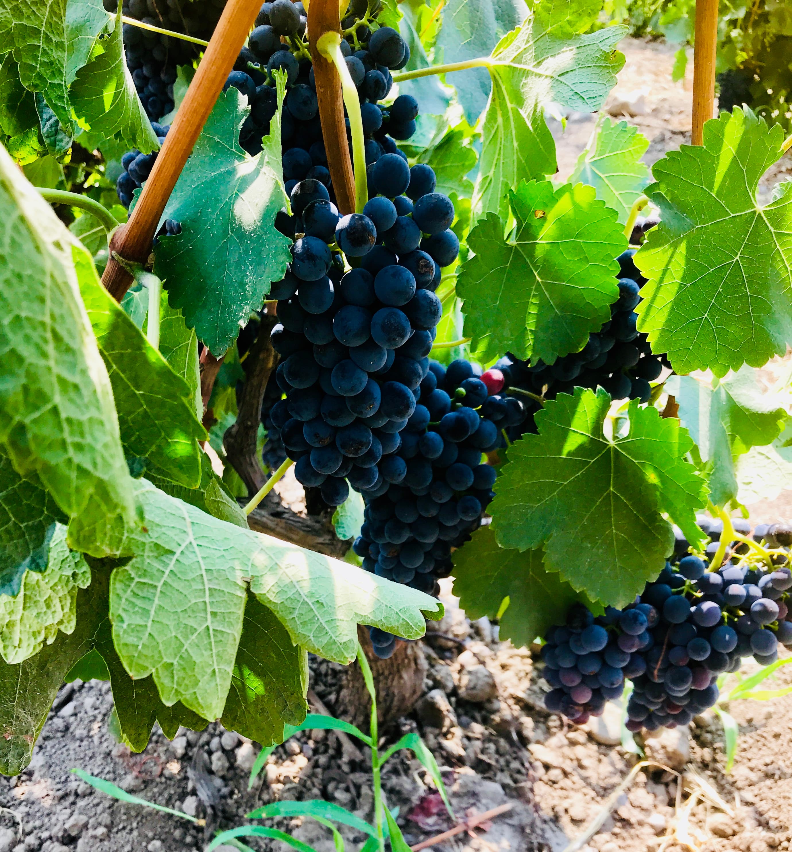 bunch of black grapes hanging on a vine