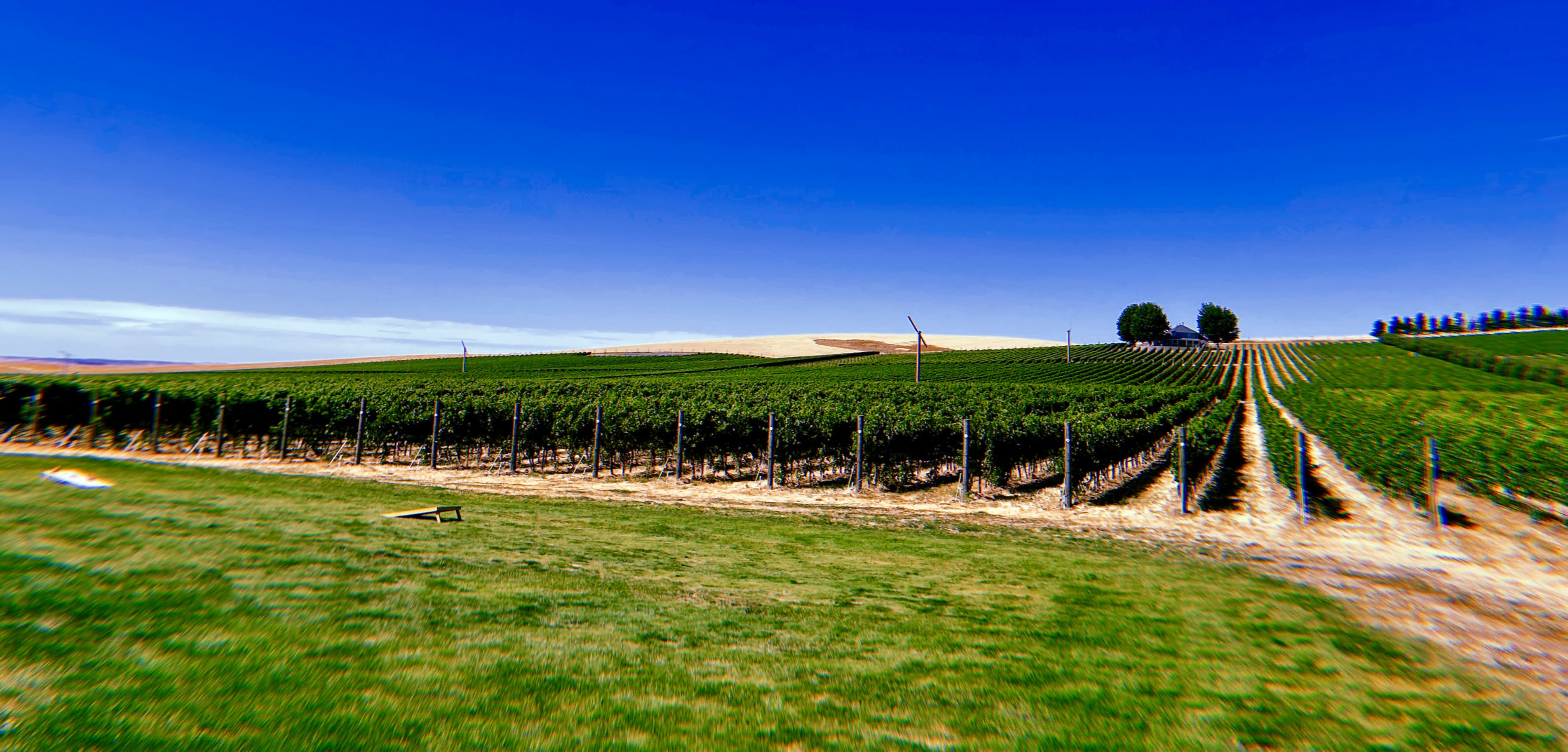 Walla Walla Vineyards